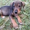TANGO, chiot mâle Berger Créole