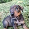 TANGO, chiot mâle Berger Créole