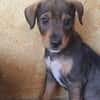 TANGO, chiot mâle Berger Créole