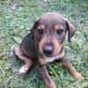 TANGO, chiot mâle Berger Créole