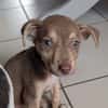 DOBBY, chiot mâle Berger Créole