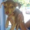 DOBBY, chiot mâle Berger Créole