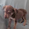 DOBBY, chiot mâle Berger Créole