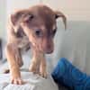 DOBBY, chiot mâle Berger Créole