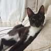 HUGGY-WUGGY, chaton mâle type européen