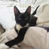 HUGGY-WUGGY, chaton mâle type européen