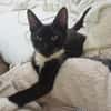 HUGGY-WUGGY, chaton mâle type européen