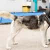 Freundliches Husky-Powerpaket Maxime