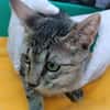 Kater Akari sucht sein Zuhause