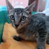 Kater Akari sucht sein Zuhause