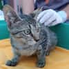 Kater Akari sucht sein Zuhause