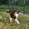 CLYDE - geb. ca. 15.07.2025