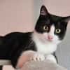 CLYDE - geb. ca. 15.07.2025