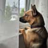 Lidl - ein wahrer Freund u. Familienhund