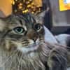 Freigänger Kater Tiger sucht Zukunft
