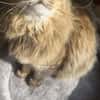 Freigänger Kater Tiger sucht Zukunft