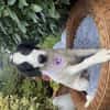 Snoopy