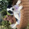 Snoopy