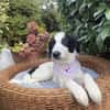 Snoopy