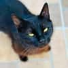 Lackfellchen Nia sucht ihre Familie