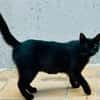 Lackfellchen Nia sucht ihre Familie