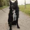 Traumhund Joko wartet in 58135 Hagen