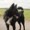 Traumhund Joko wartet in 58135 Hagen