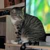 Nils sucht ein liebevolles Zuhause
