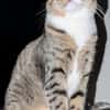 Nils sucht ein liebevolles Zuhause