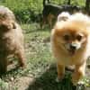 Sunny,Teddybär,sanft