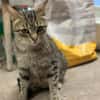 Tigermädchen Flia sucht ihre Familie