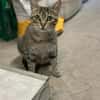 Tigermädchen Flia sucht ihre Familie