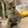 Tigermädchen Flia sucht ihre Familie