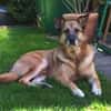 Herzenshund ASTON
