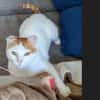 Coopi - lebensfrohe Halb-Ohr-Katze