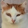 Coopi - lebensfrohe Halb-Ohr-Katze