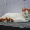 Coopi - lebensfrohe Halb-Ohr-Katze