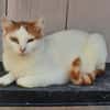 Coopi - lebensfrohe Halb-Ohr-Katze