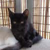 Branoic Panther im Miniatur Format