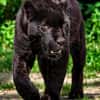 Branoic Panther im Miniatur Format