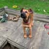 Sanka [Chiot]