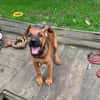 Sanka [Chiot]
