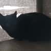 Youki