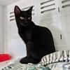 Negrito