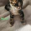 Michi