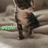 Michi