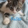 Falito