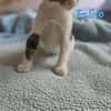 Falito