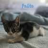 Falito
