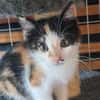 TAÏNA